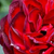 Rood - Floribunda roos - A pesti srácok emléke